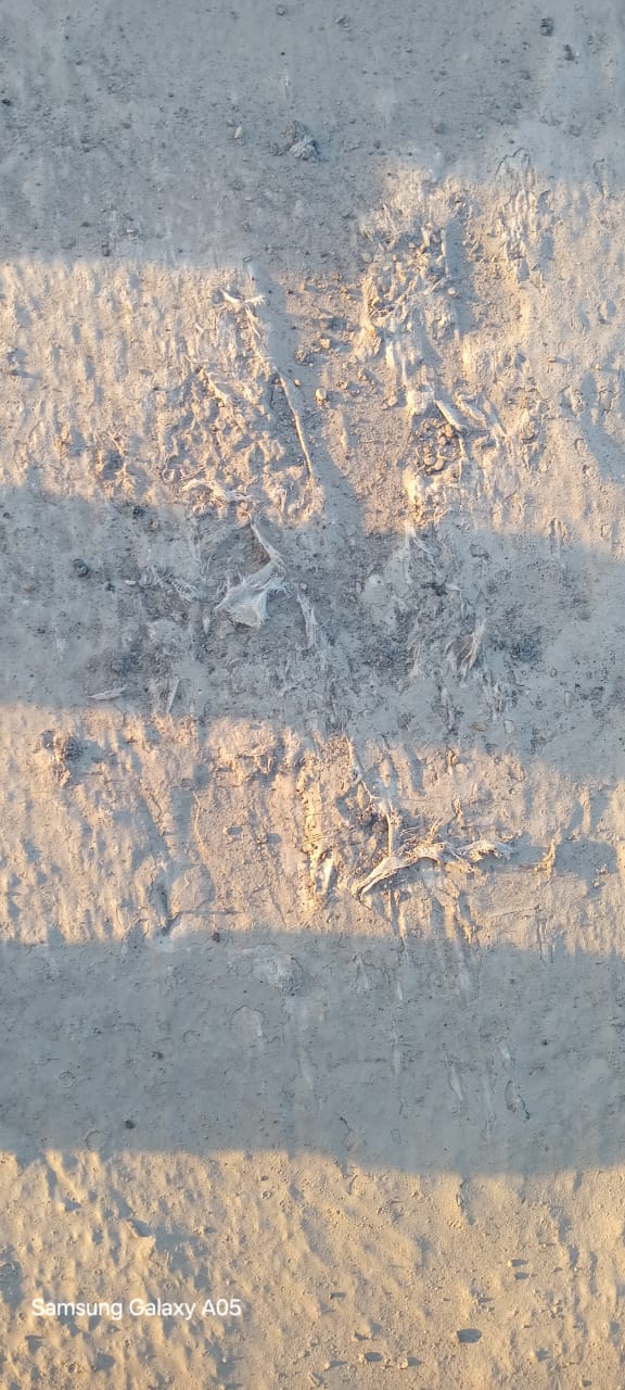 WhatsApp Image 2025-06-13 at 4.36.33 PM